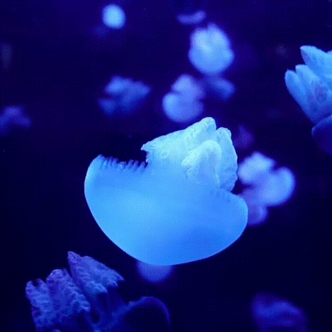 jellyfish,light,uv