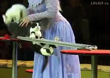 circus,cats,tricks,cat tricks
