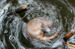 otter,saviourhide,its chasing its tail