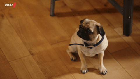 mops,hund,what i like about you,matchbox,cute,dog,adorable,sweet,cutie,klein,pudge,small dog,80s tv shows