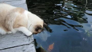 funny,cat,cute,kisses,fishes,critter