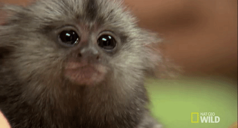 wtf,confused,oh really,huh,tamarin monkey,pets,animals,monkey,nat geo wild,exotic,say what,dr k,exotic animal er