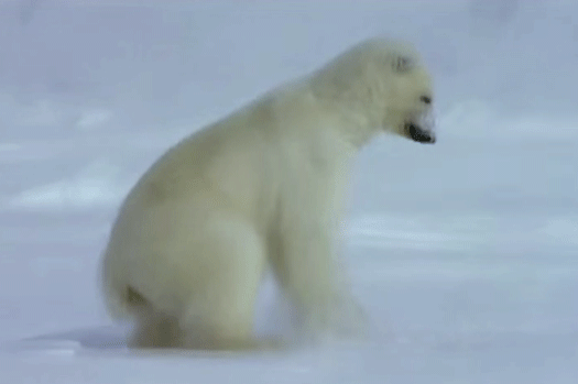 bear,animals,polar bear,featured,arctic,fa,radivs,ursus maritimus,201501,20150109,201501w2