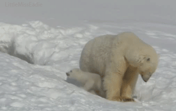 polar bear,babies