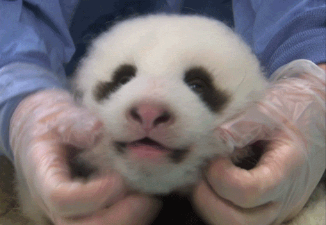 funny,cute,lol,baby,bear,panda,scratch,san diego zoo