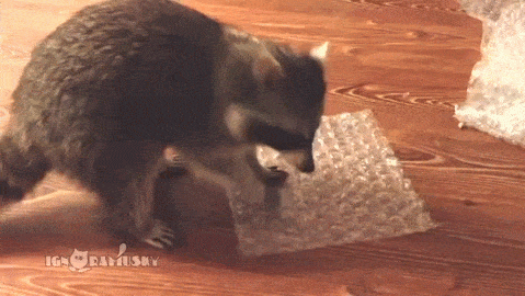 raccoon,bubblewrap