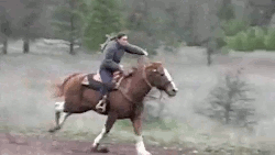 gallop,prancing,horse,jake,equine