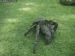coconut,crab,going,crabs,stroll,crittersa