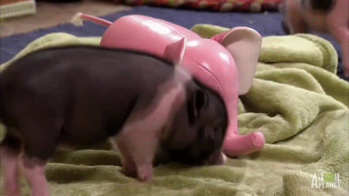 Свинья baby pig гифка.