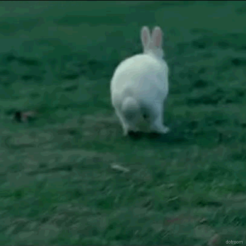 Заяц убегает. Кролик бежит. Кролик прыгает. Кролик убегает.