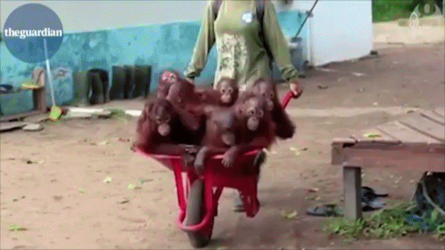wheelbarrow,rescue,orangutans,indonesian,baby,ride,centre