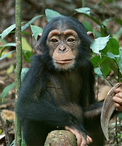 Chimpanzee GIF - Encontrar en GIFER