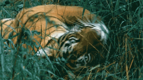 tiger,pretty,playing,rolling,grass,green eyes