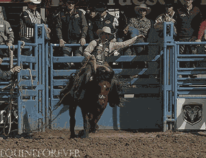 rodeo,horse,crazy horse,taming,new followers,studio 8h