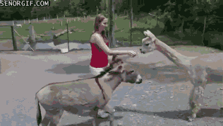 donkey,kicks,jealous,llamas