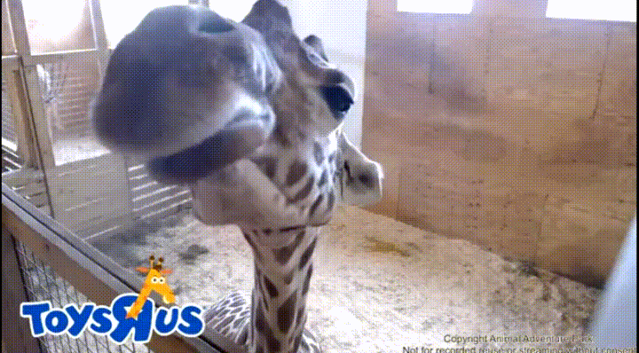 April stream giraffe GIF.