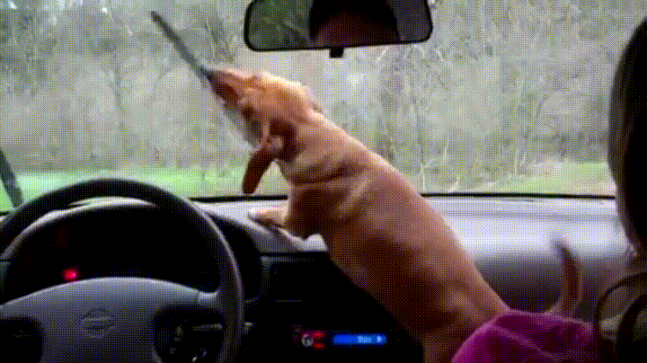 wipers,dog,play
