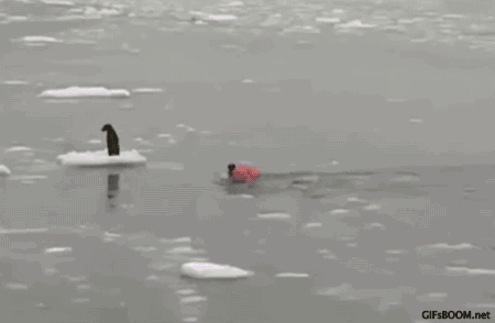 ice,dog,rescue,fisherman