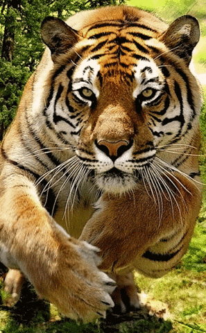 tigre,movimiento,site