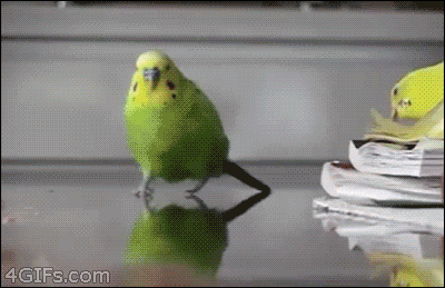 parakeet,explosion,budgie,parrot,animals,lol,running,bird,cool guys dont look at explosions