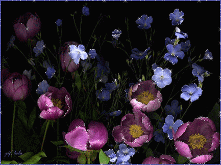 flowers,tulips,irises