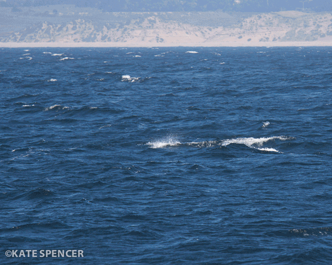whales,science,with,bay,feeding,wired,humpback,frenzy,monterey,fills