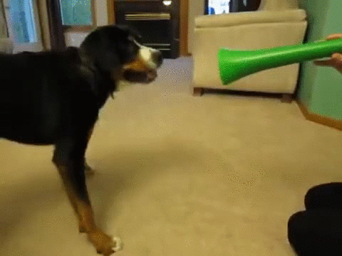 vs,vuvuzela,dog