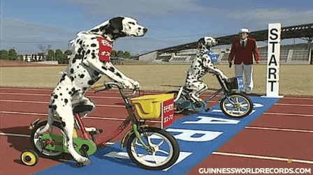 dogs,tricycles