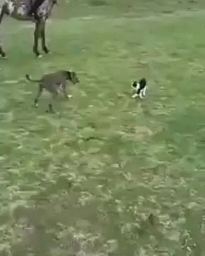 cat,human,animals being jerks,threw