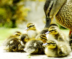 duckling,duck,brood,ducks,ducklings,animals,family