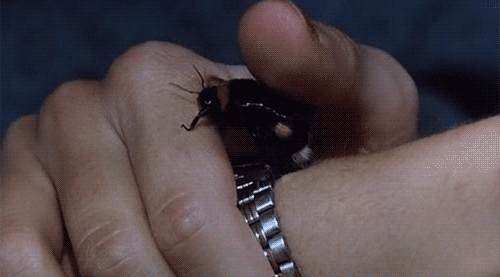 bumble bee,stroking,animals,thumb,hair tie