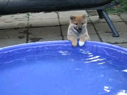 cute animal,cute,dog,animals,water,pool,pawing