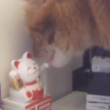 maneki,cat,neko,chews