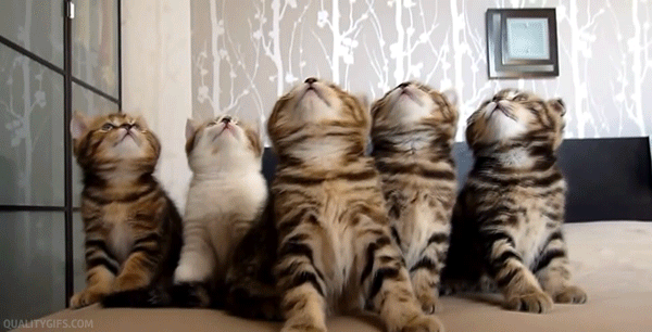 cats,kittens,curious