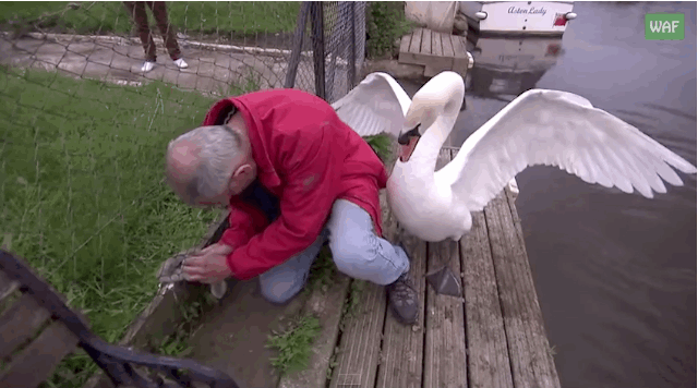 baby,angry,man,gets,dad,by,rescue,swan,smacked