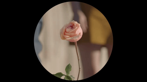 Женщина бутон. Раскрывающийся цветок. Раскрытый бутон девушки. Розы гиф. Половые розочки