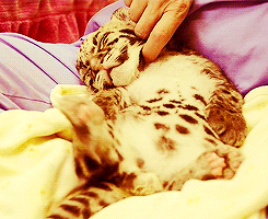 tiger,relaxed,baby tiger,cat,happy,animal,rub