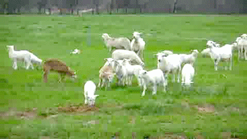 funny,cute,animals,jumping,lambs