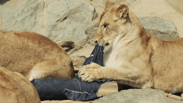 clothing,animals,fashion,japan,zoo,lions,jeans,tigers,pair,holy crap wtf,designed