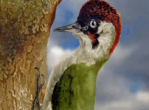 woodpecker,animation,storybrook