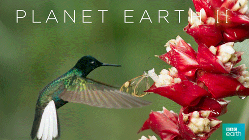 bird,hummingbird,flower,nature,bbc,fly,planet earth 2,jungles