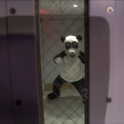 hashtag the panda,dance,fallontonight,happy dance,040614