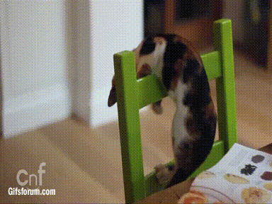 cat,falling,chair,climbing,chair fail