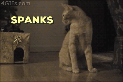 spank you,mouse,spanks,cat