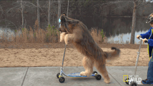 scooter,dog,just,cruising