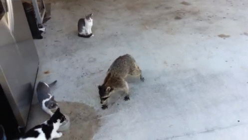 raccon,cat,food,steal