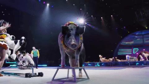 circus,alexander lacey,pigs,animals,dogs,kangaroos,out of this world,ringling bros,donkeys,henry nobley