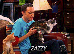 zazzy,cat,big bang theory,sheldon cooper,hes so zazzy