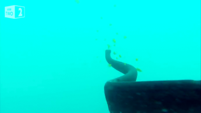 Sea cucumber hides GIF.