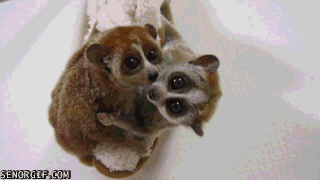 snuggle,cute,animals,memes,kissing,best of week,lemurs